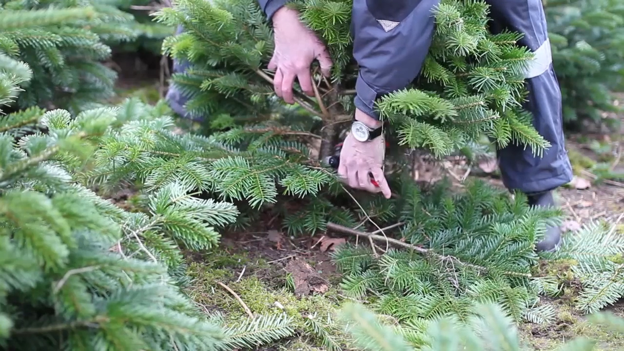 Pruning and shaping of Christmas trees Learn how to
